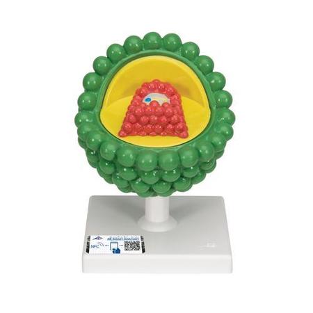 3B SCIENTIFIC HIV-Model - w/ 3B Smart Anatomy 1000336